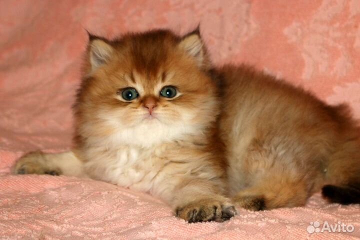 Длиношерстная золотая британская шиншилла