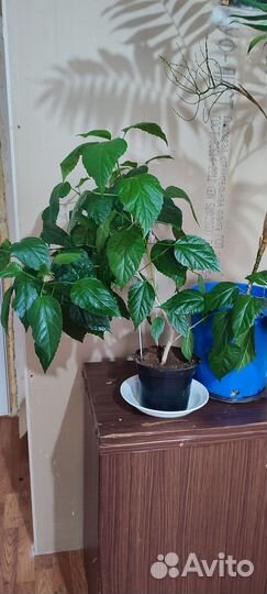 Домашние растения