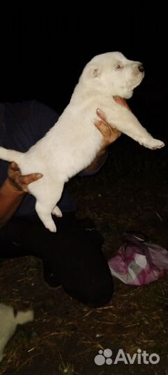 Среднеазиатская овчарка