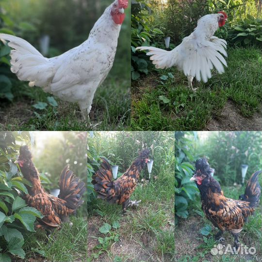 Куры несушки