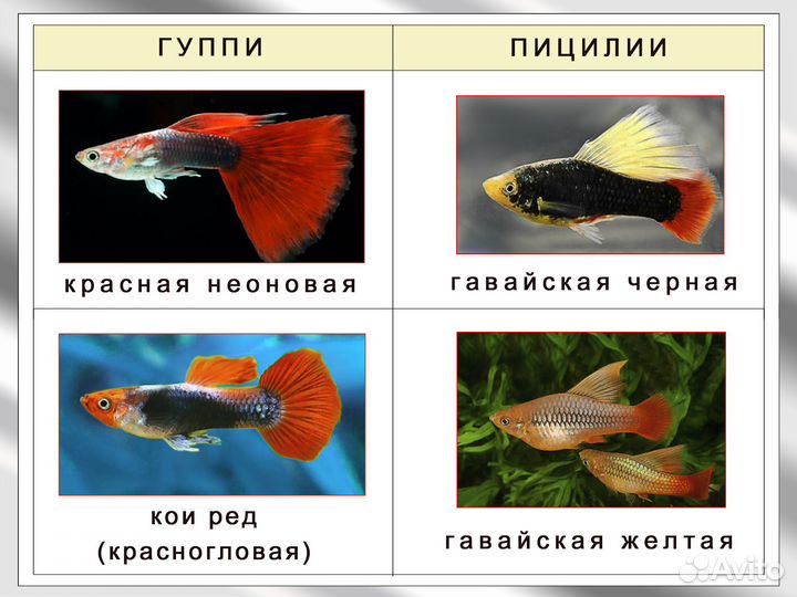 Аквариумные рыбки