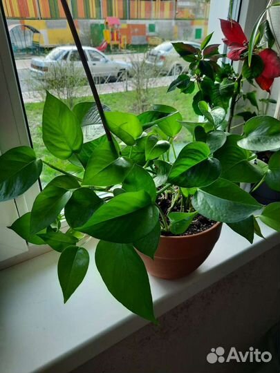 Сциндапсус