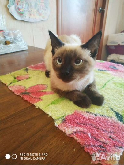 Кошка в дар бесплатно