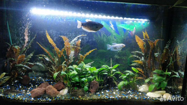 Аквариум 110 литров с тумбой