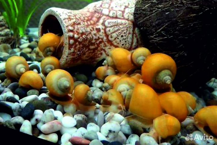 Улитка ампулярия