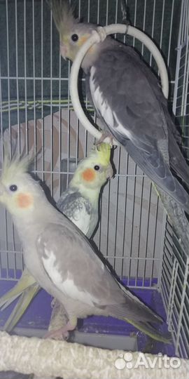 Попугай корелла