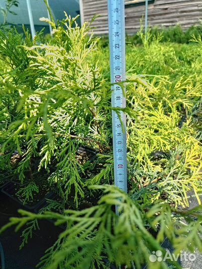 Даника, Хозери Хвойные р9