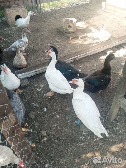 Селезень индоутки