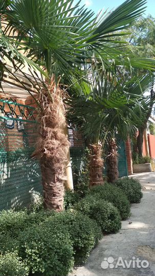 Пальма Трахикарпус Форчуна