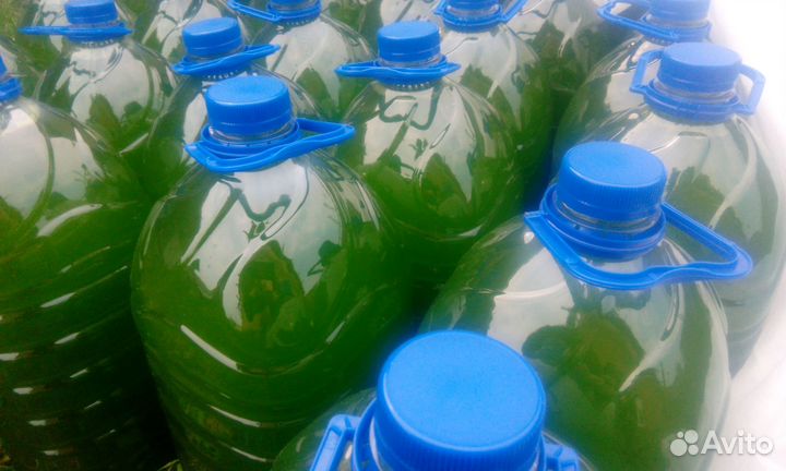 Хлорелла Pond. Экология водоёма