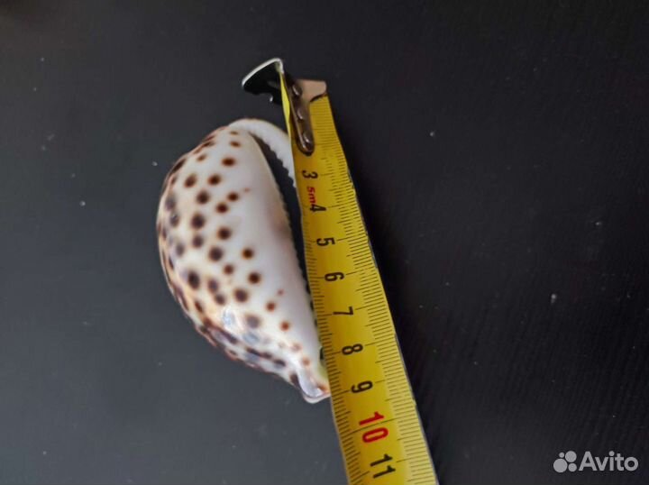 Ракушка морская большая