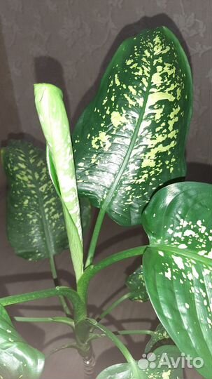 Дифенбахия