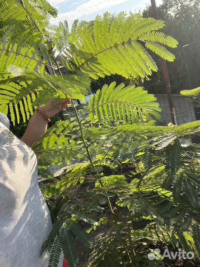 Альбиция ленкоранская