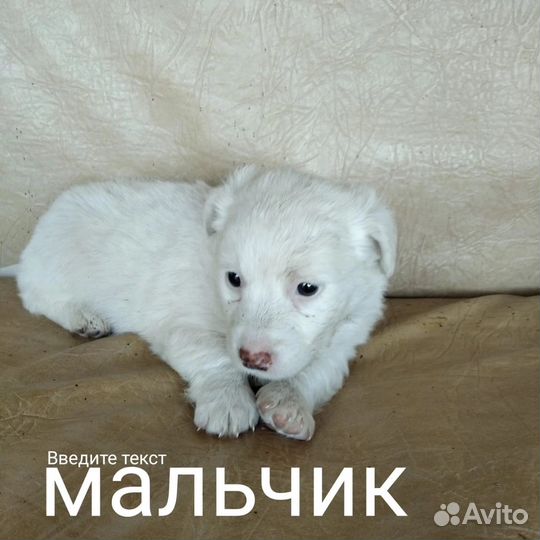 Щенки от маленькой собачки