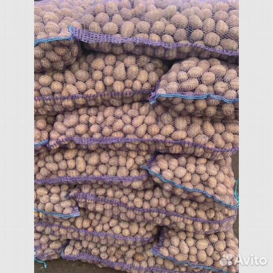 Семенной картофель