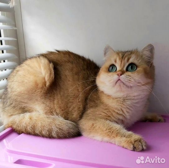 Золотые шиншиллы кошки