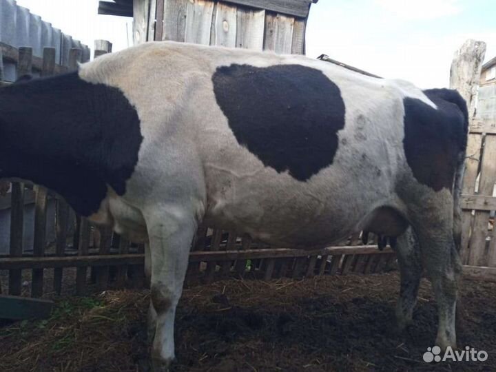 Корова дойная