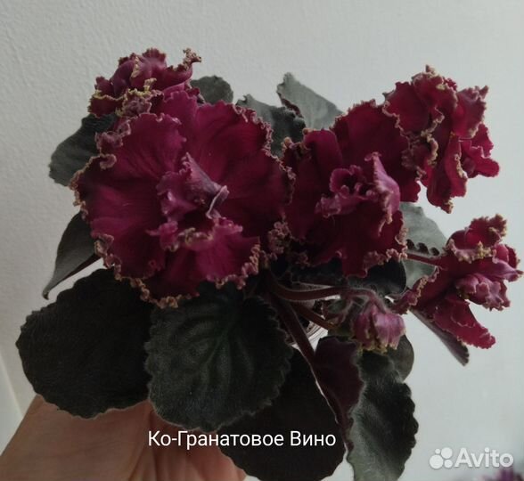 Фиалка ко-Гранатовое Вино