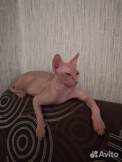 Канадский сфинкс