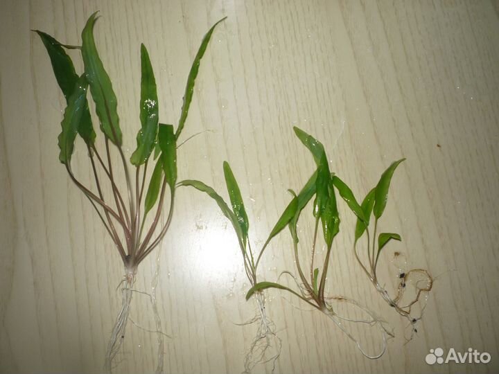 Криптокарина