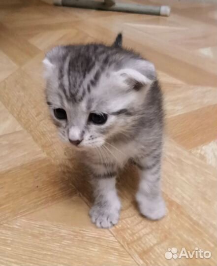 Британские котята