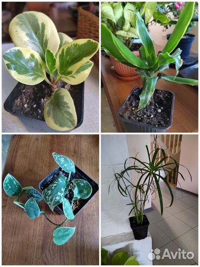 Комнатные цветы в ассортименте