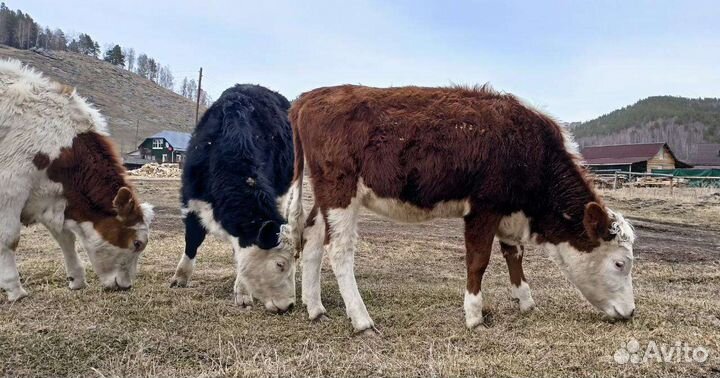 Телки чистопородные на корову