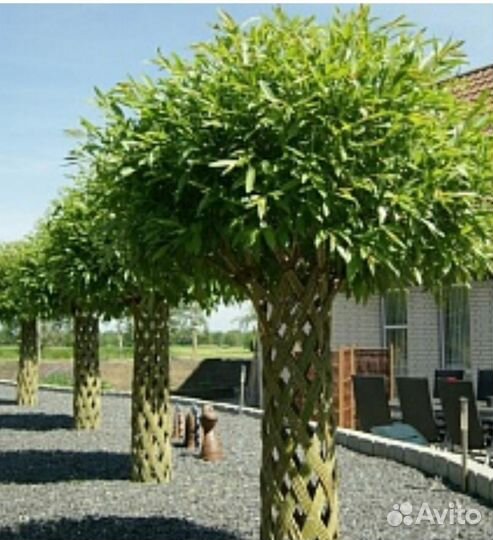 Плетеные деревья из ивы