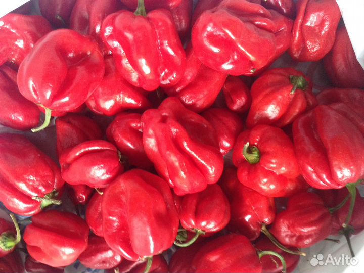 Семена острых перцев хабанеро, рокото итд