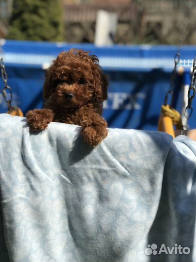 Пуделек тедди