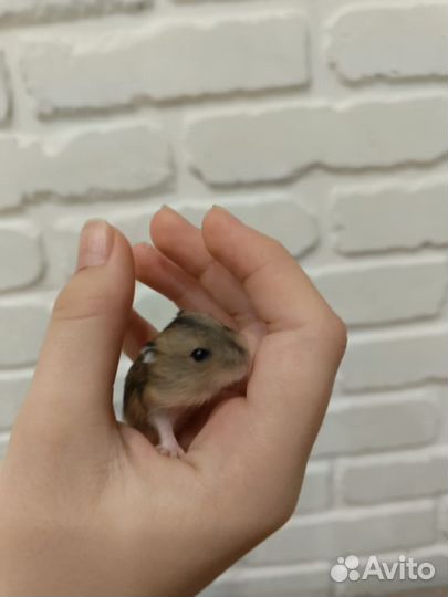 Джунгарский хомяк