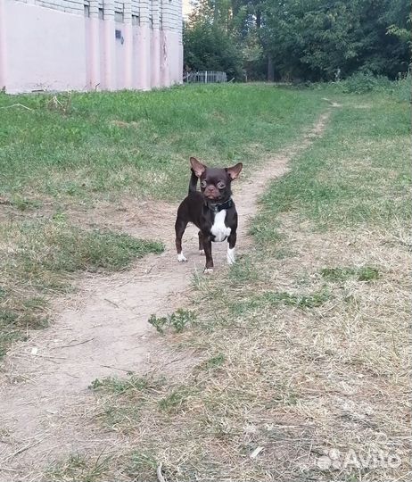 Вязка чихуахуа