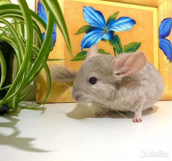 Шиншилла девочка