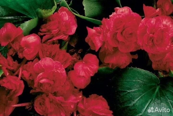 Бегония вечноцветущая махровая