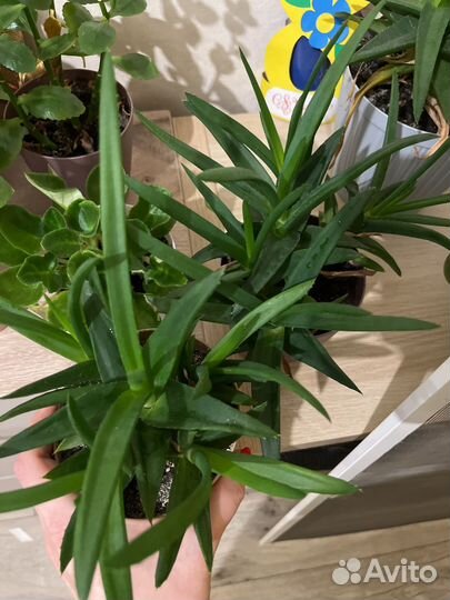 Алоэ лечебный