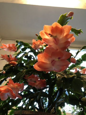 Декабристы шлюмбергера сортовые