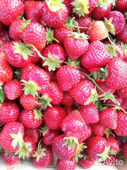 Клубника местная