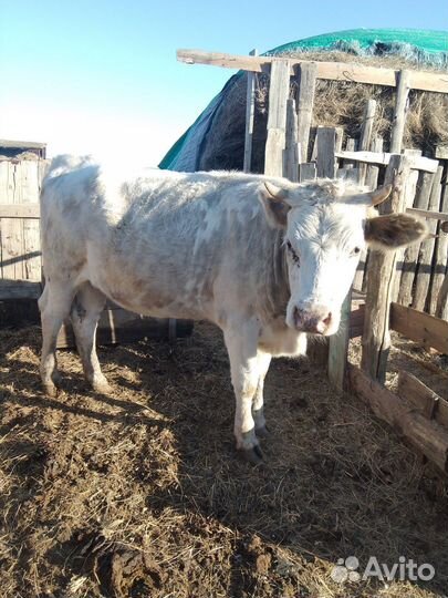 Тёлка стельная