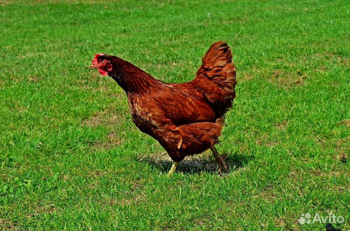 Курочки - молодки