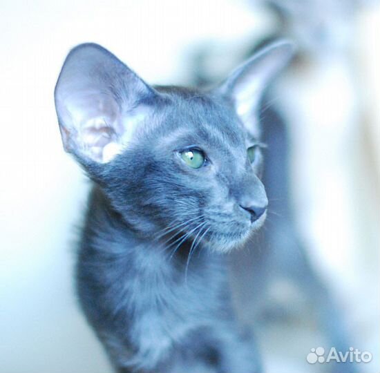 Ориентальный котенок голубого окраса