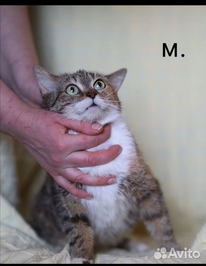 Кошки ищут дом