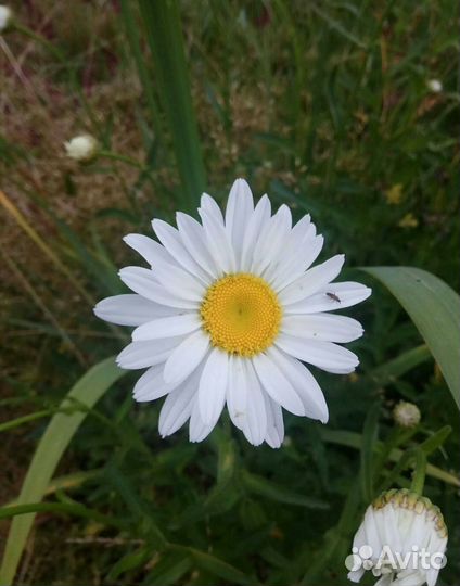 Ромашка садовая, высокая