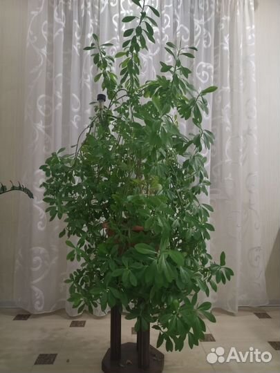 Комнатные цветы шефлера