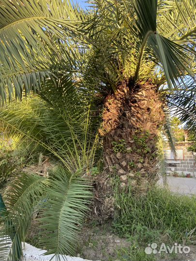 Пальма финиковая