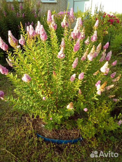 Многолетние цветы