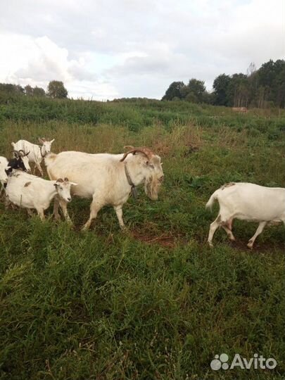 Продам дойных коз