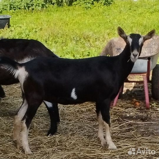 Дойные, покрытые козы