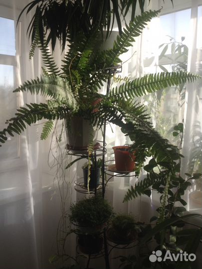 Комнатные цветы (огромный выбор)