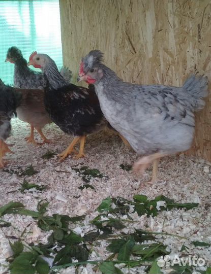 Петухи, молодки