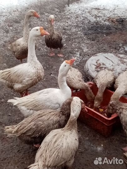 Инкубационное яйцо гусиное